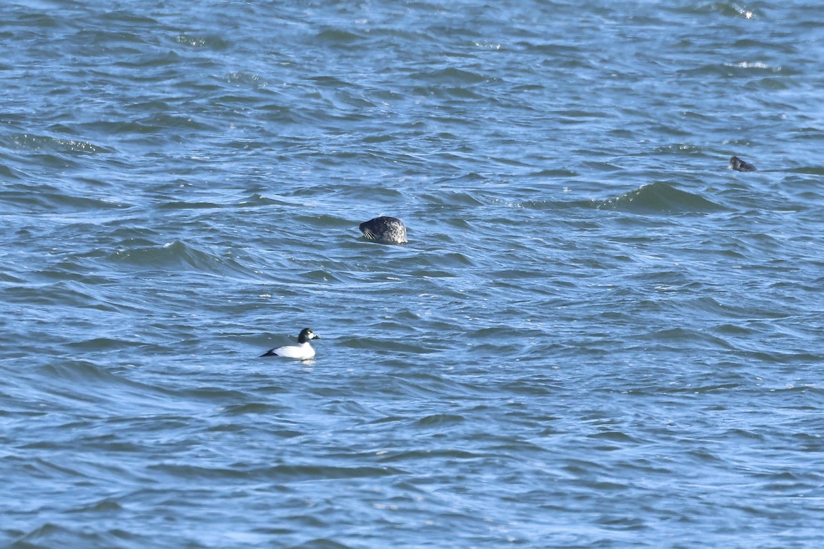 Common Goldeneye - ML628718302