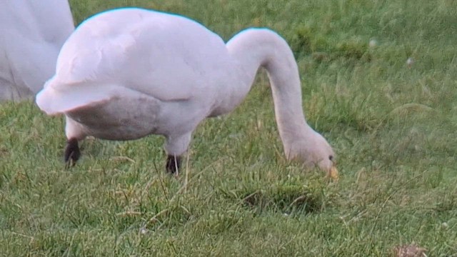 Whooper Swan - ML628718303
