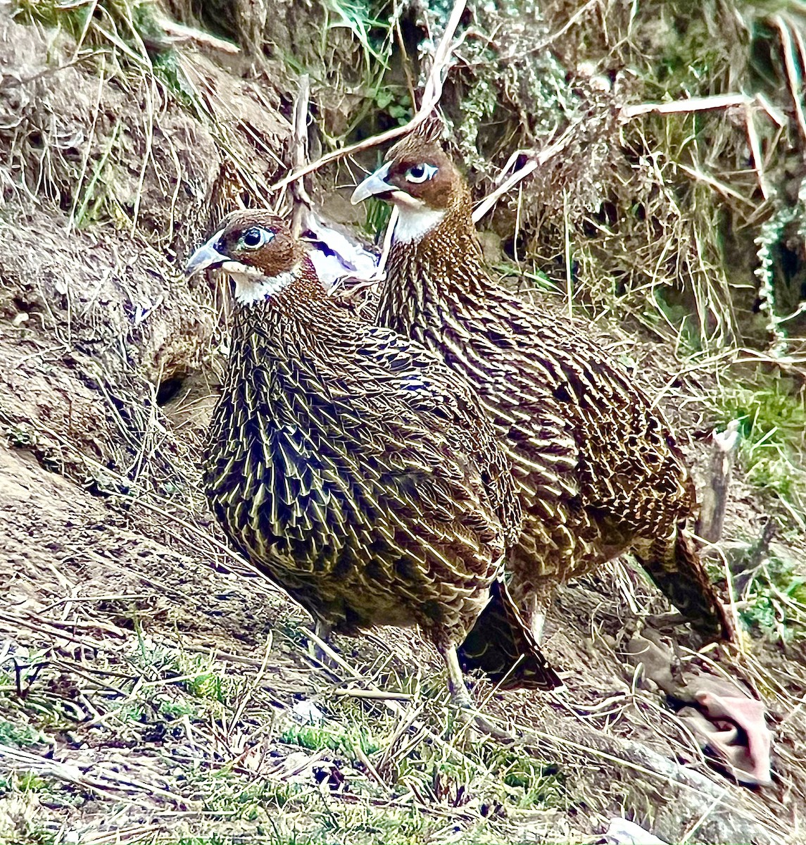 monal lesklý - ML628718366