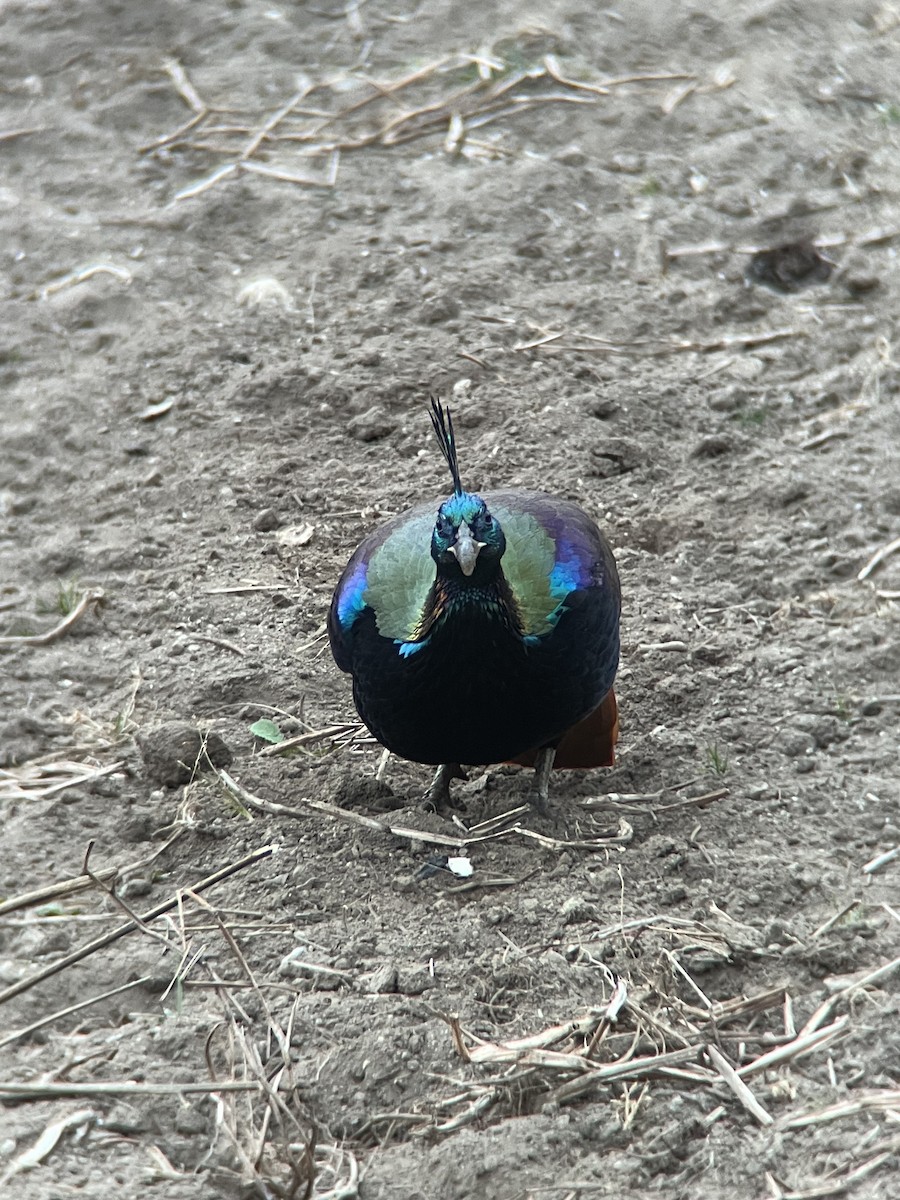 monal lesklý - ML628718367