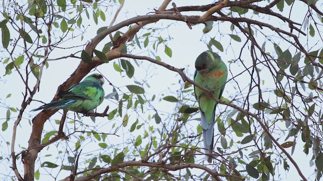 コダイマキエインコ（barnardi） - ML628718581