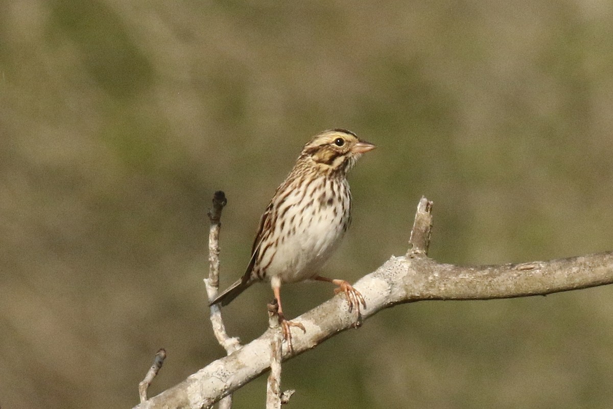 Savannah Sparrow - ML628718619