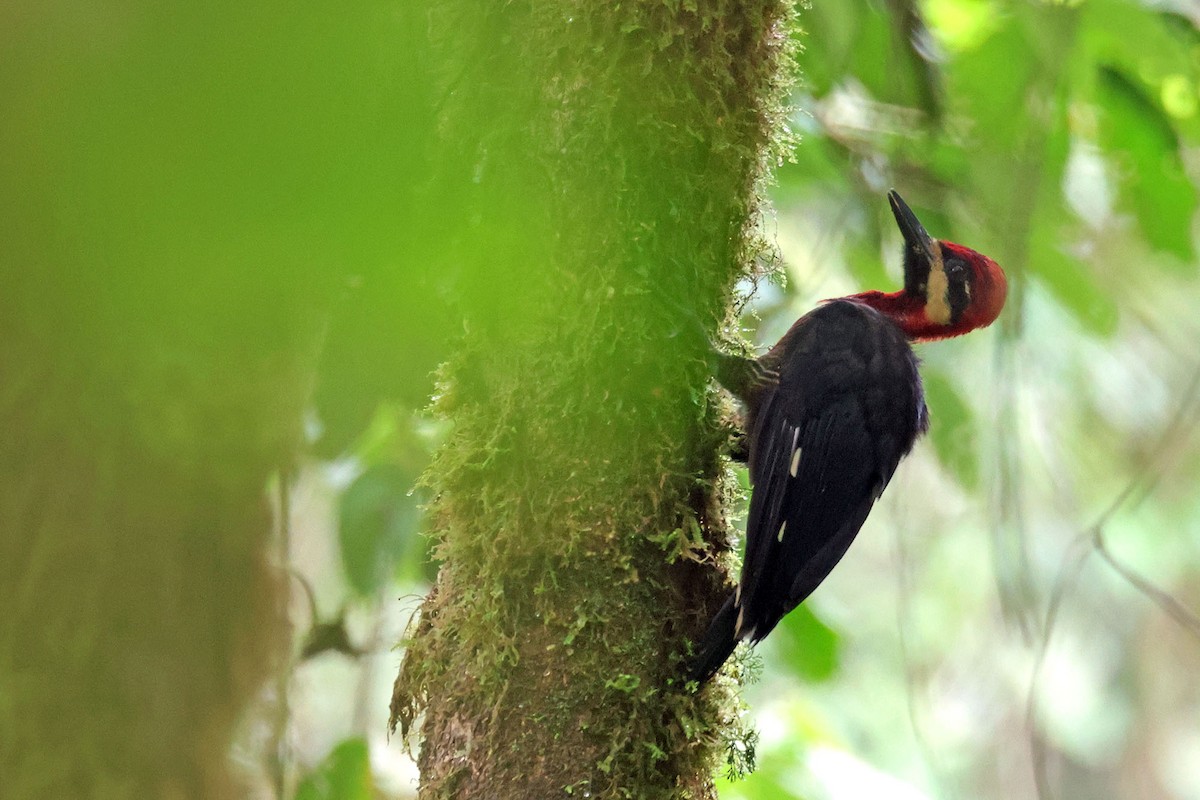 Crimson-bellied Woodpecker - ML628718651
