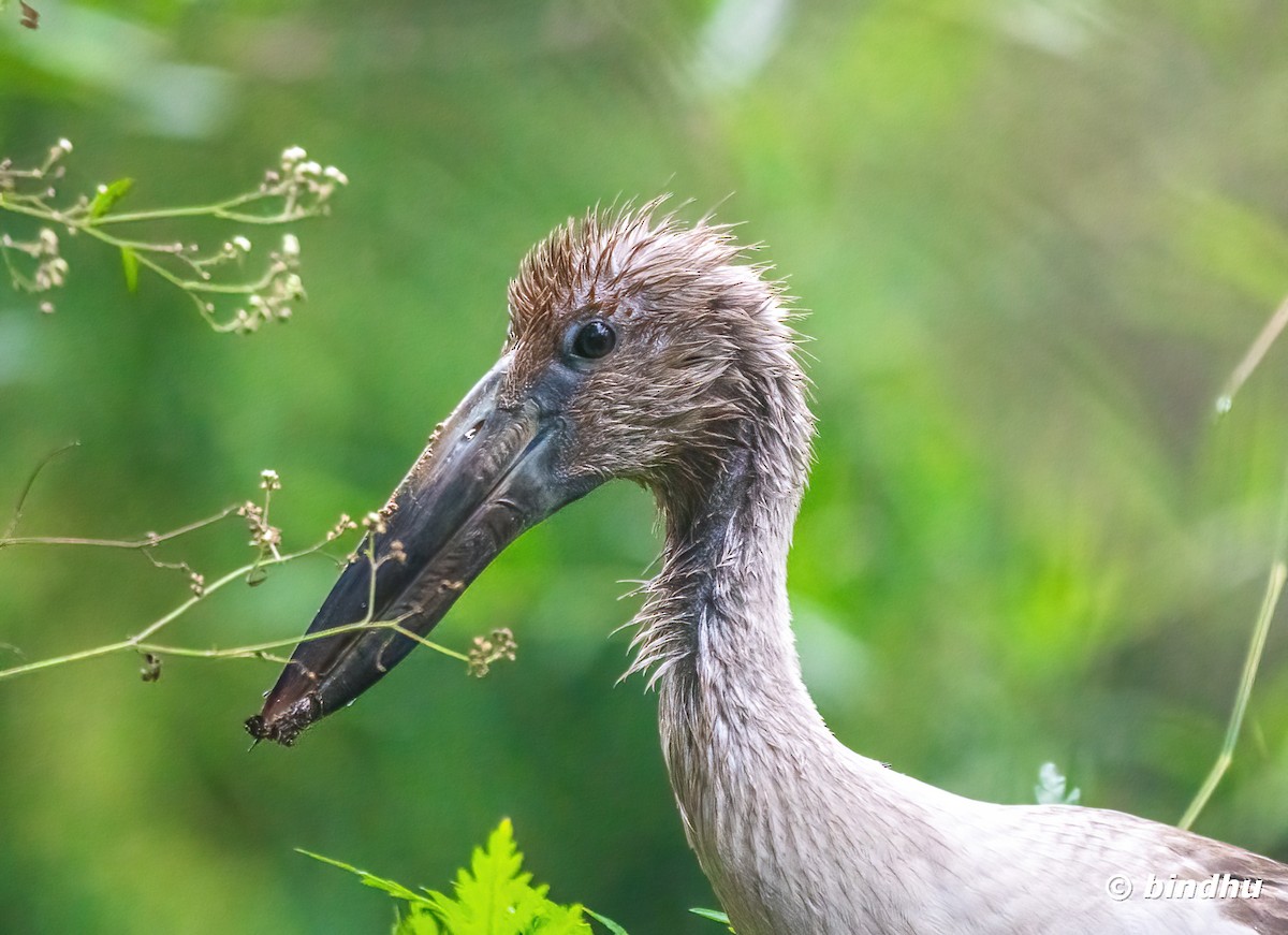 Asian Openbill - ML628718897