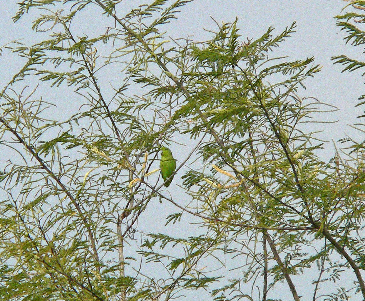 Mexican Parrotlet - ML628719210