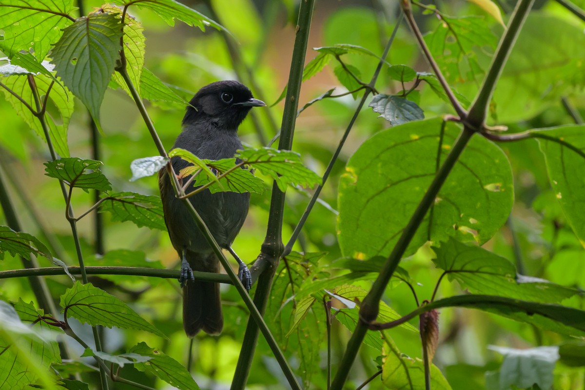 Rwenzori Hill Babbler - ML628719339