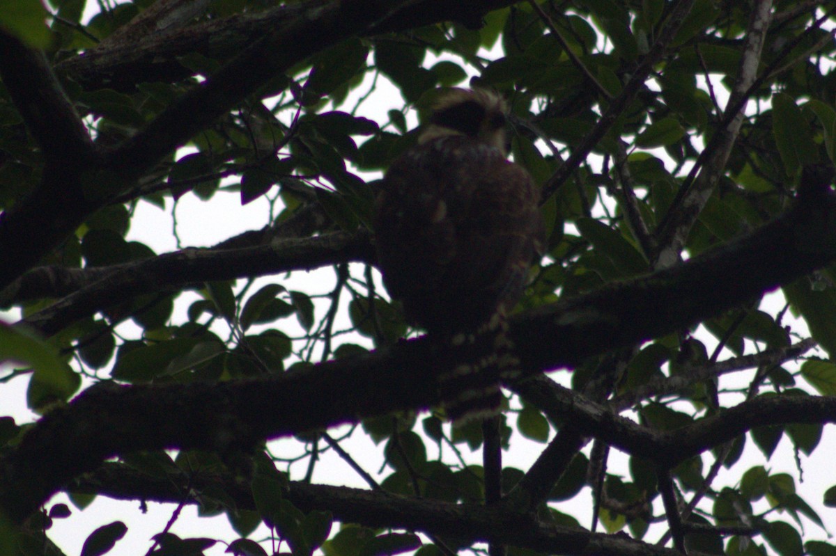 Laughing Falcon - ML628719658