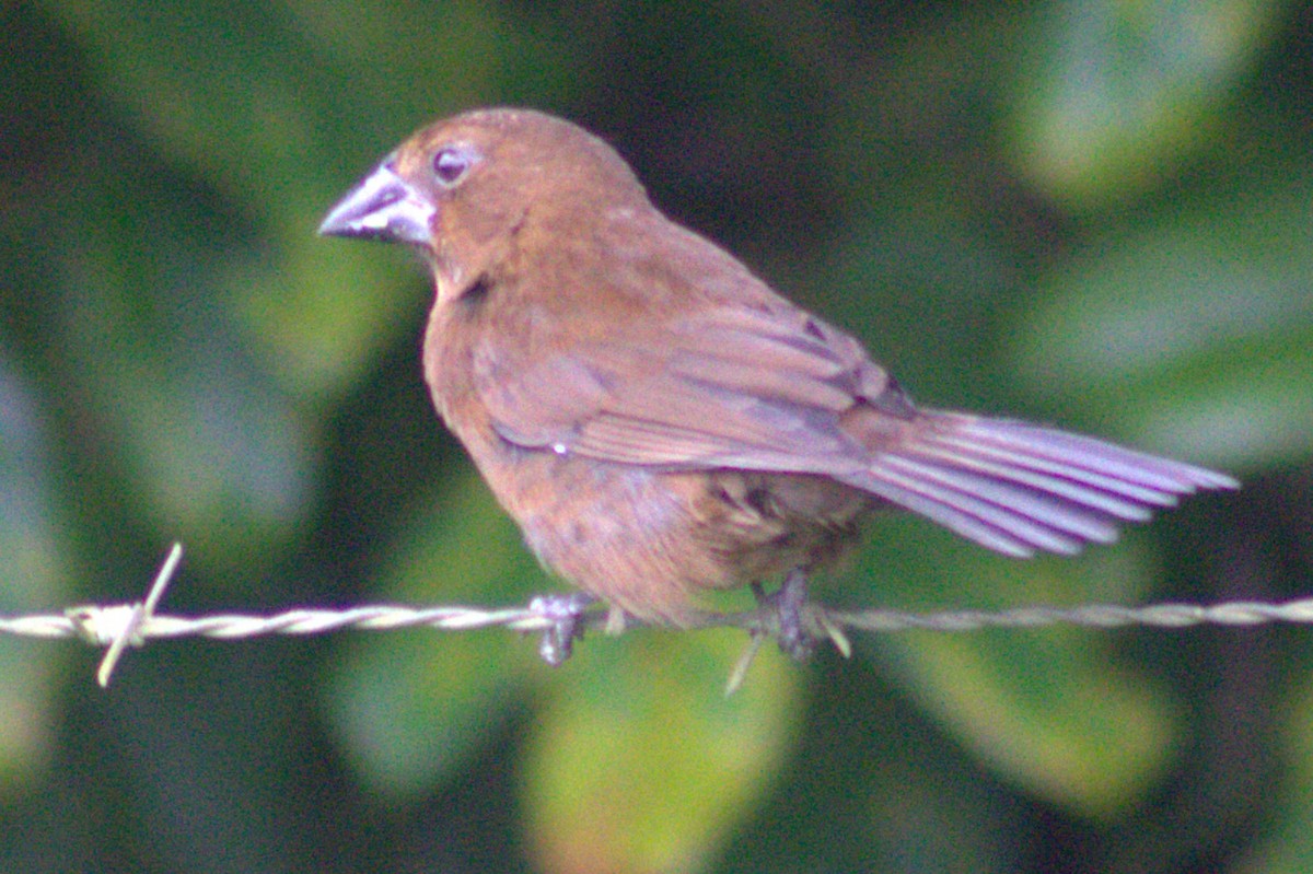 Blue-black Grosbeak - ML628719693