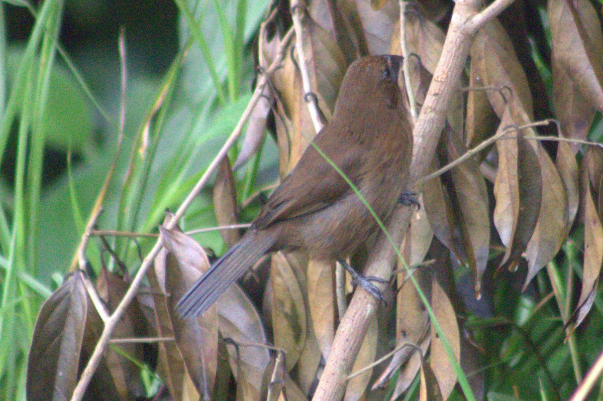 Blue-black Grosbeak - ML628719695