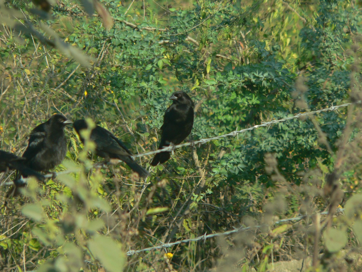 Bronzed Cowbird - ML628719803
