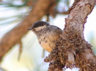 Өдөрч хөх бух - ML628719935