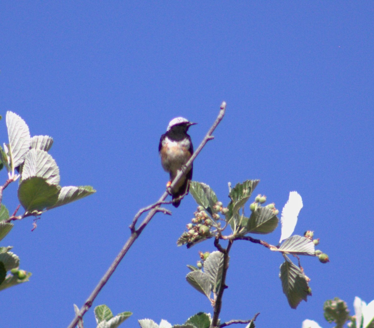 Cyprus Wheatear - ML628720048