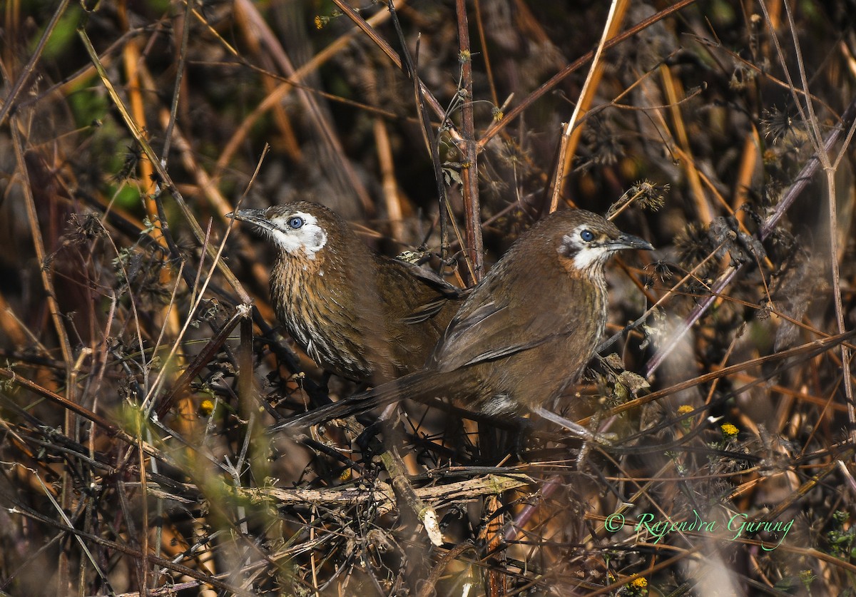 Spiny Babbler - ML628720099