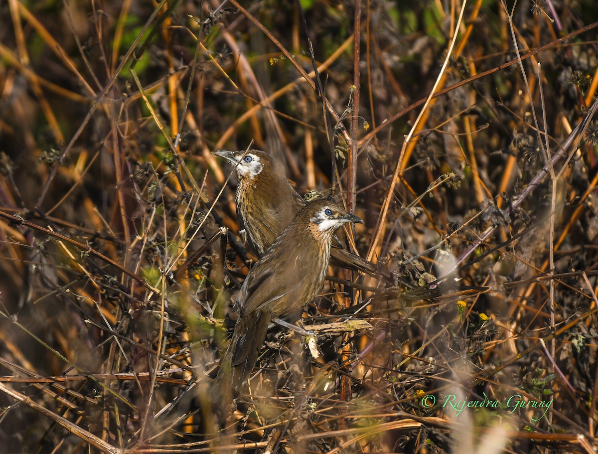 Spiny Babbler - ML628720100