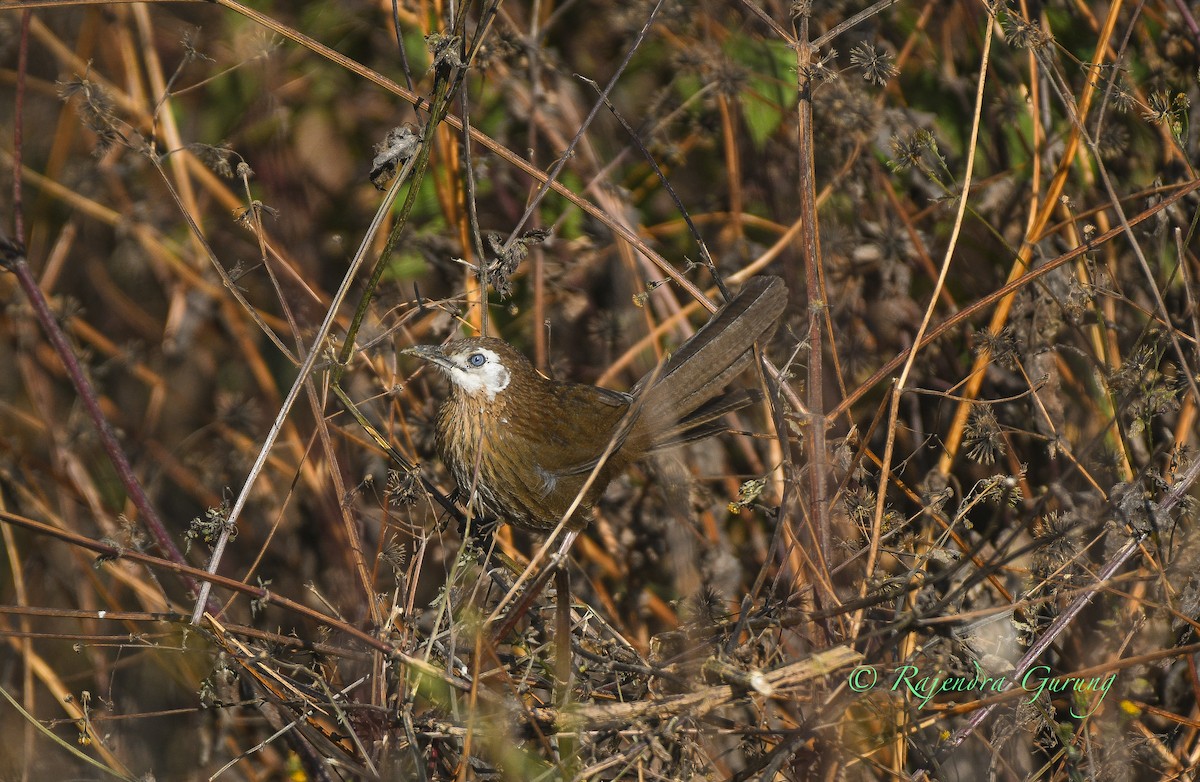 Spiny Babbler - ML628720101