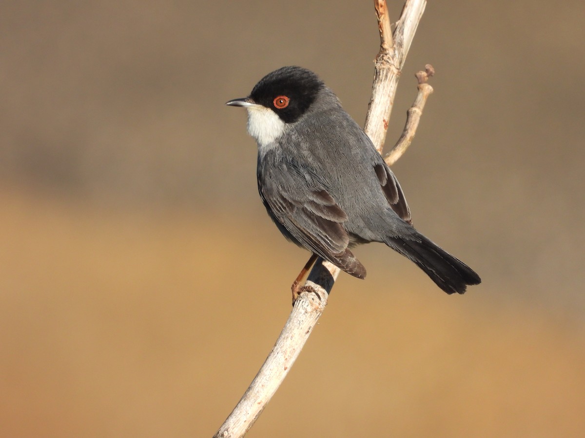 Sardinian Warbler - ML628720126