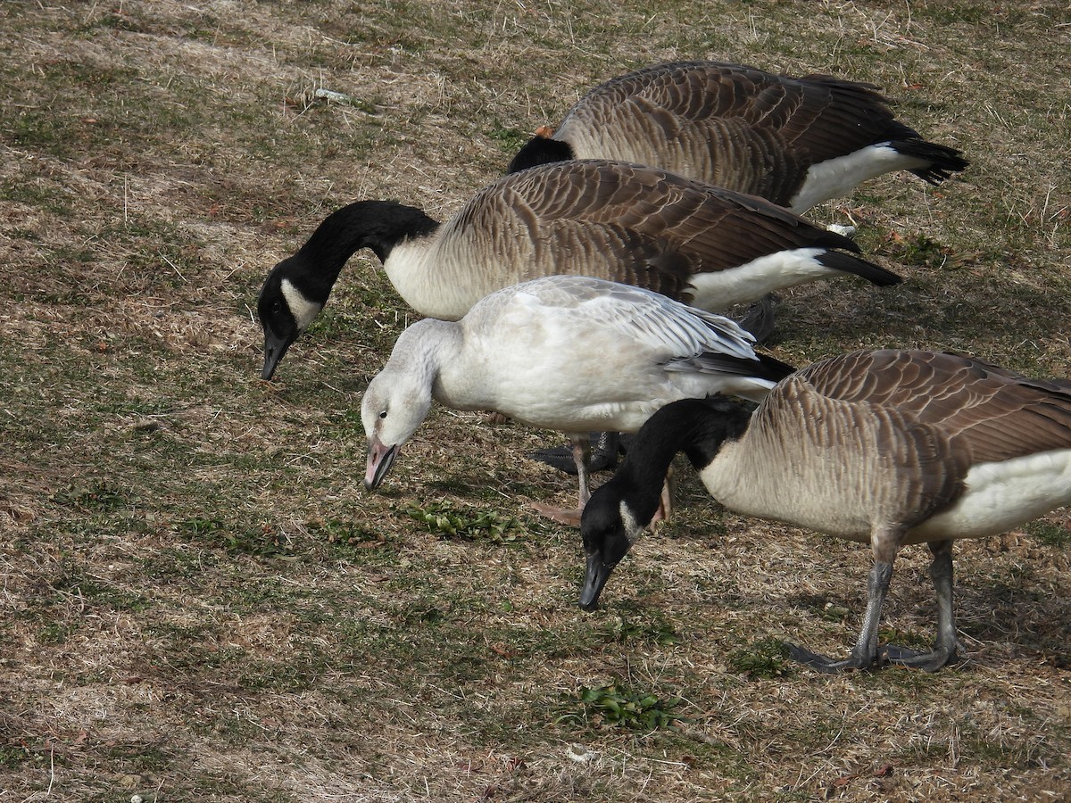 Snow Goose - ML628720169