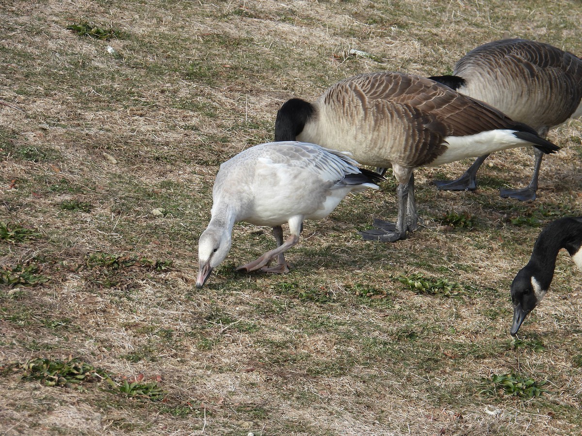 Snow Goose - ML628720181