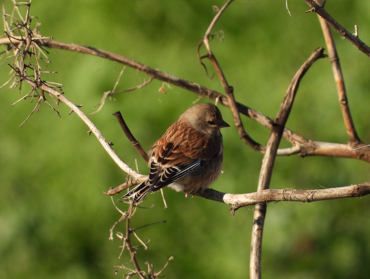 konopka obecná - ML628720226