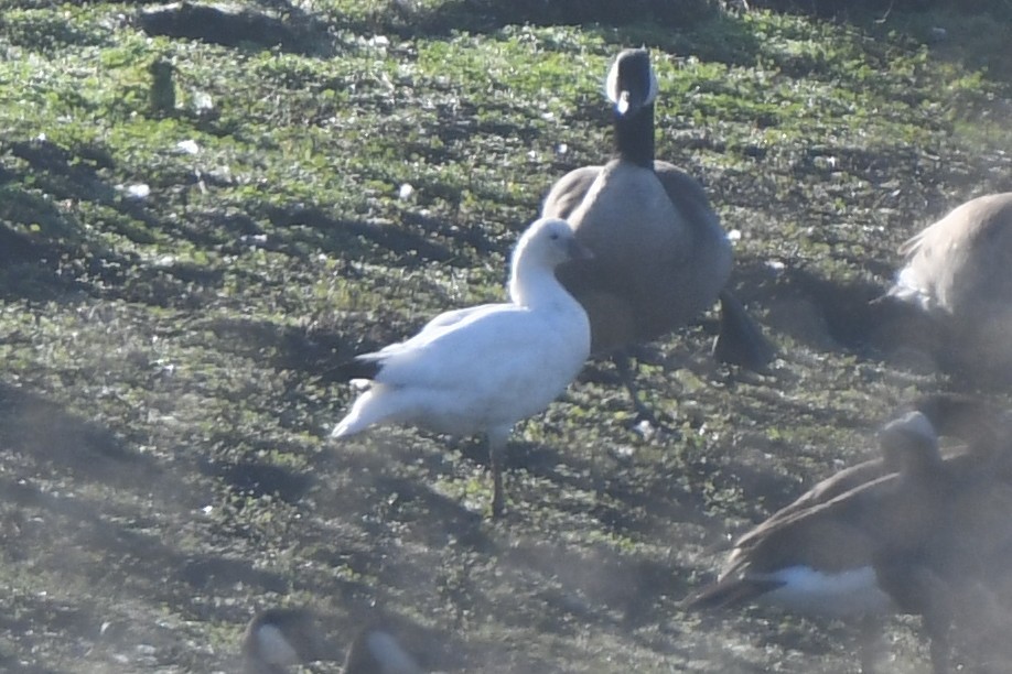 Ross's Goose - ML628720393