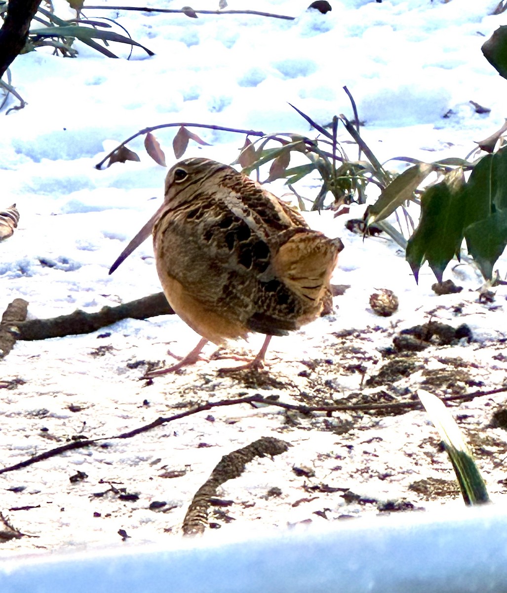 American Woodcock - ML628720412