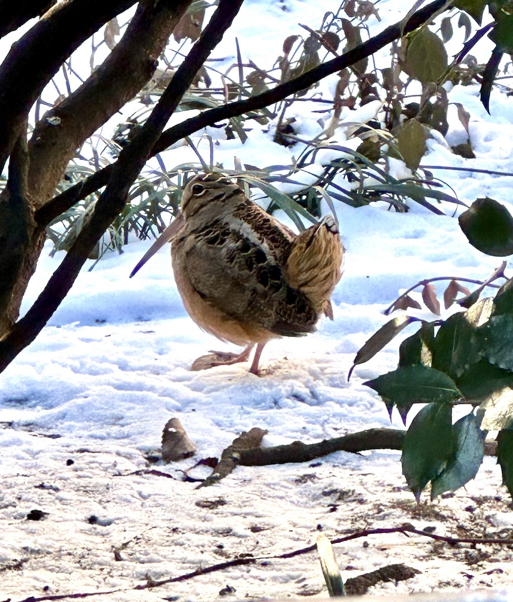 American Woodcock - ML628720413