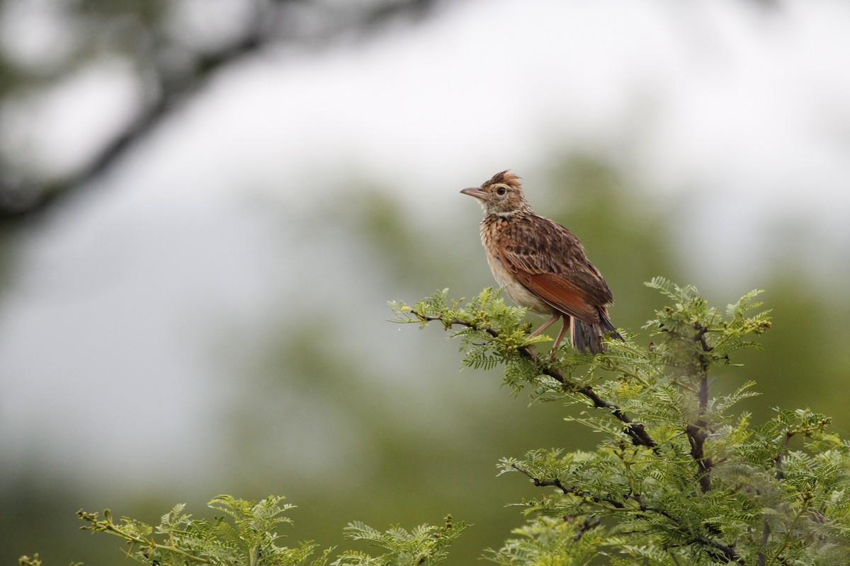 Rufous-naped Lark - ML628720528