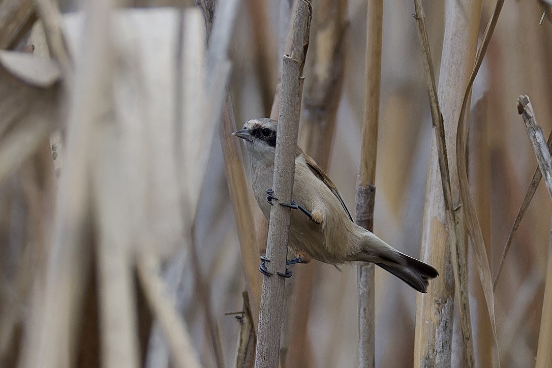 Eurasian Penduline-Tit - ML628720573