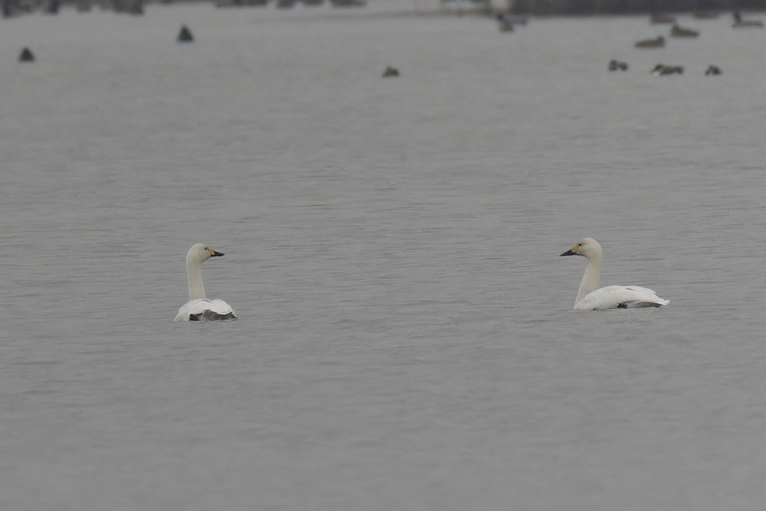 Tundra Swan - ML628720580
