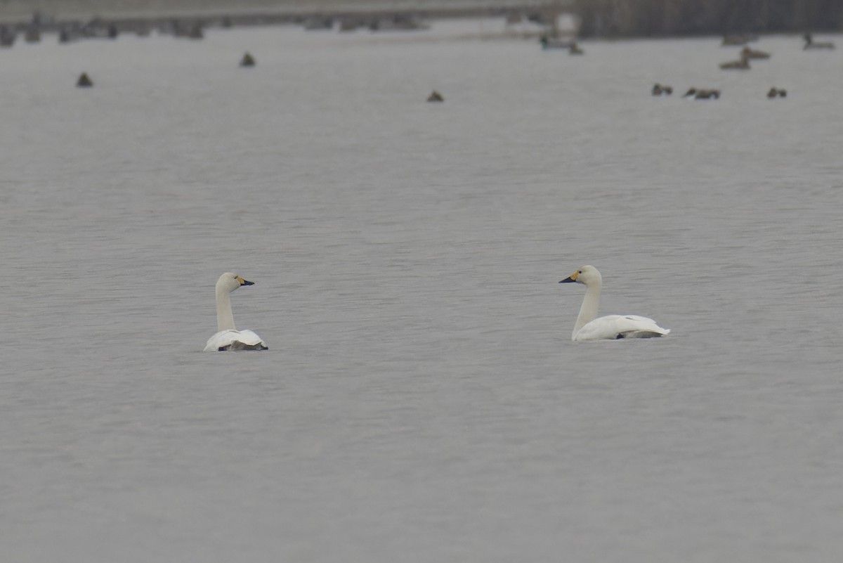 Tundra Swan - ML628720581