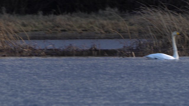 Whooper Swan - ML628720593