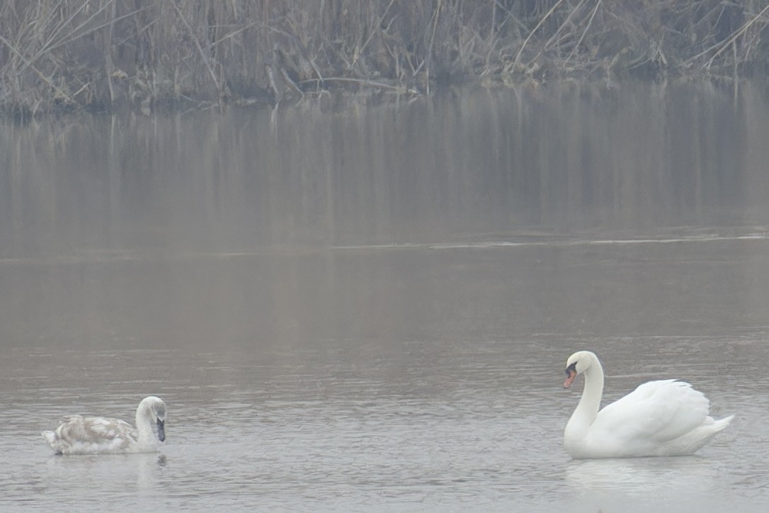 Mute Swan - ML628720610