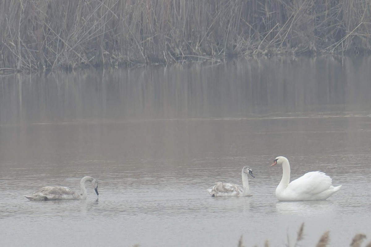 Mute Swan - ML628720611