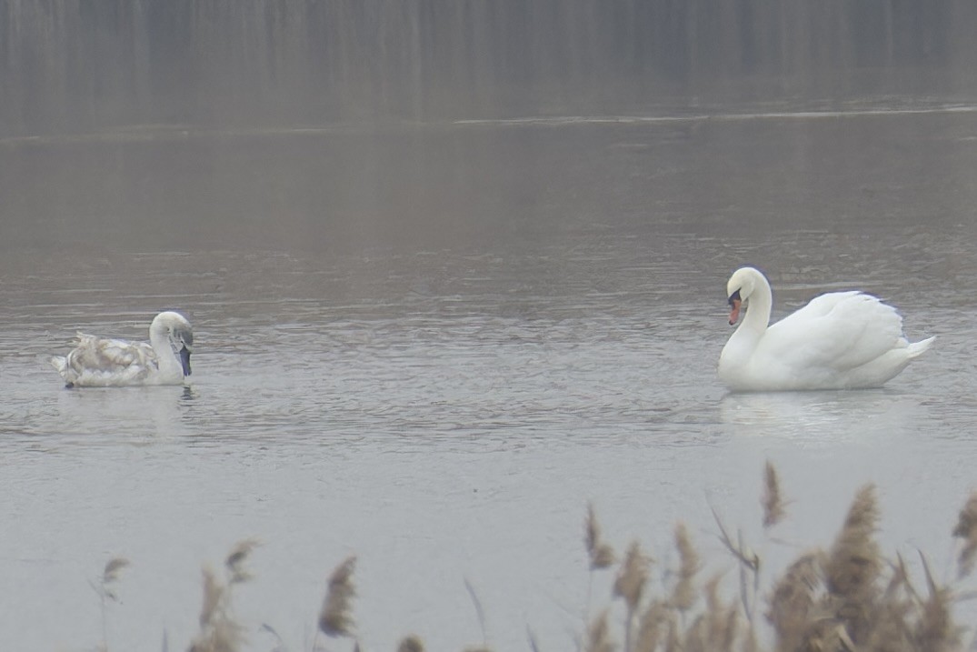 Mute Swan - ML628720612