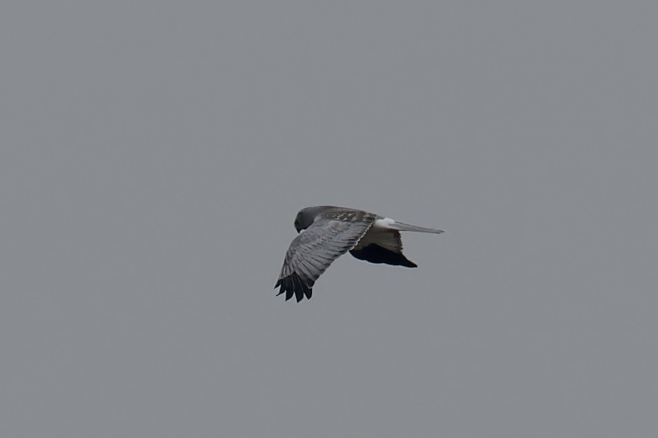 Hen Harrier - ML628720650
