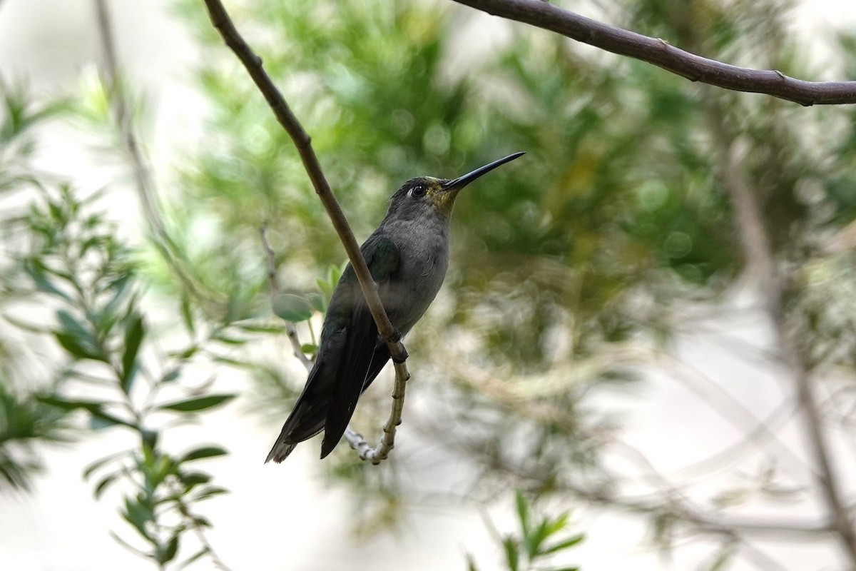 Diamantina Sabrewing - ML628720755