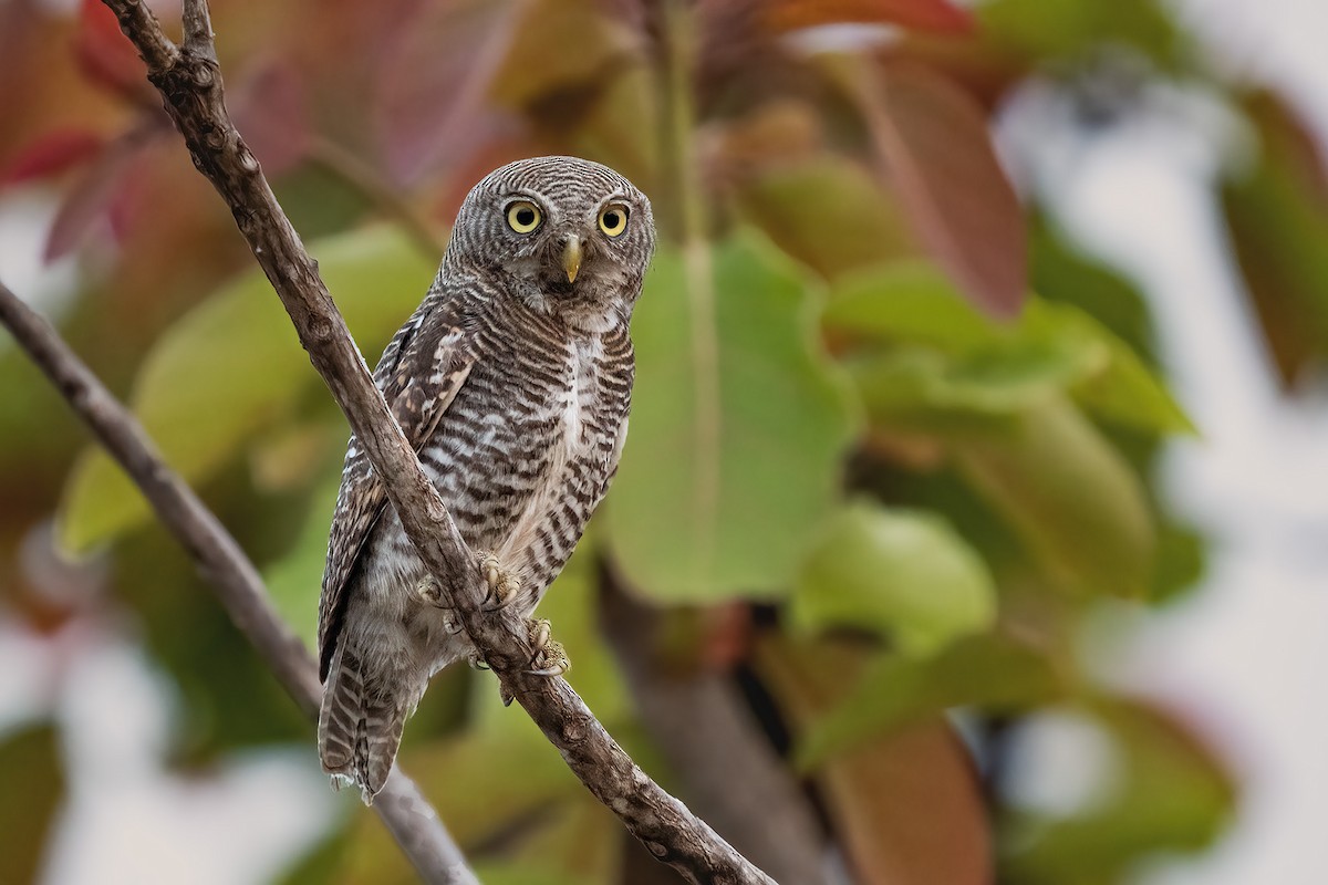 Jungle Owlet - ML628720861