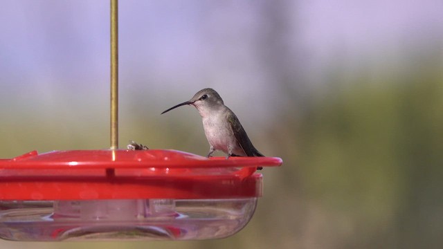Costa's Hummingbird - ML628720890
