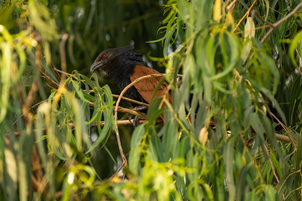 Greater Coucal - ML628720891