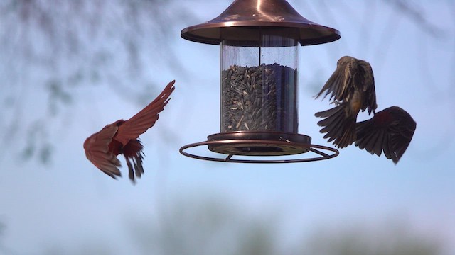 ショウジョウコウカンチョウ - ML628720896