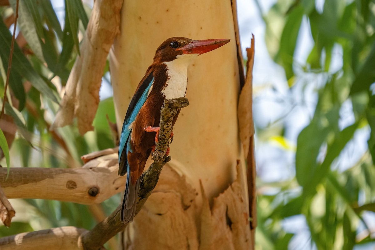 White-throated Kingfisher - ML628720920