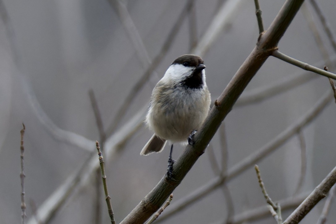 Mésange d'Iran - ML628720939