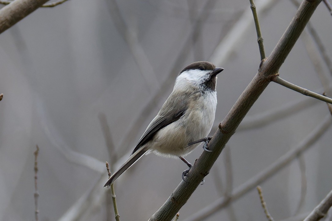 Mésange d'Iran - ML628720940