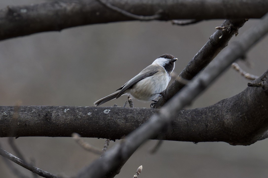 Caspian Tit - ML628720941