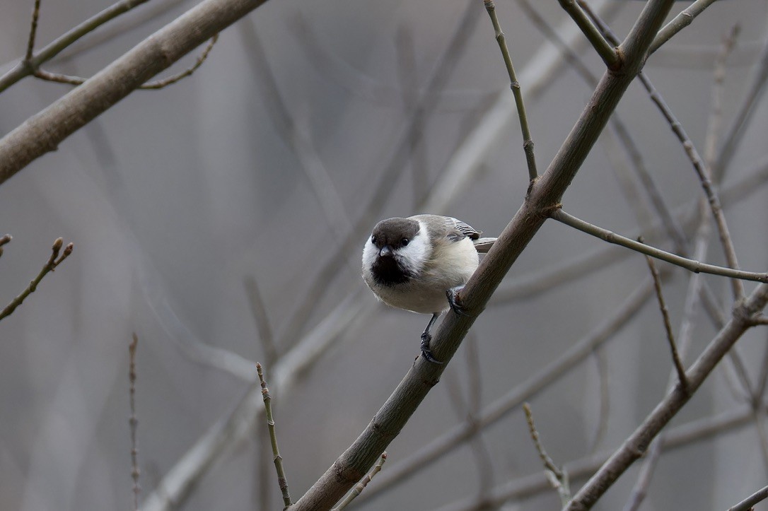 Caspian Tit - ML628720942