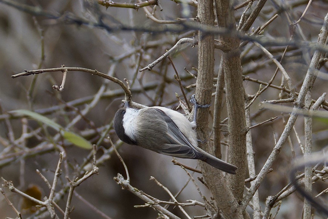 Caspian Tit - ML628720943