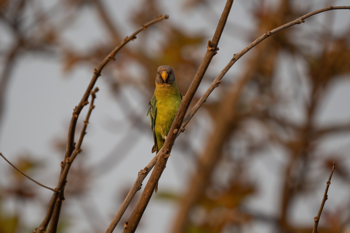 Plum-headed Parakeet - ML628720945