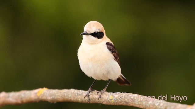 Western Black-eared Wheatear - ML628721261