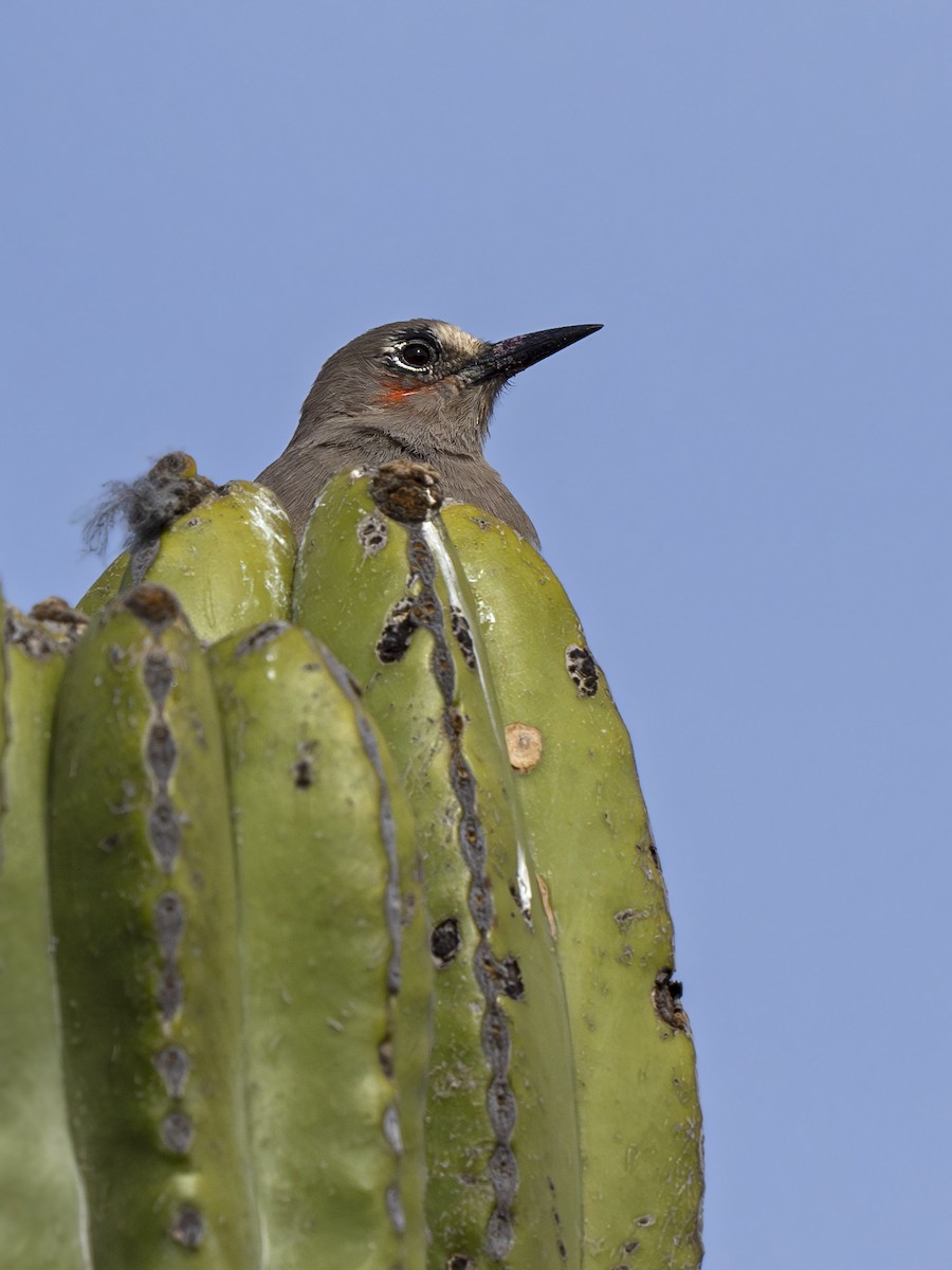 Gray-breasted Woodpecker - ML628721496