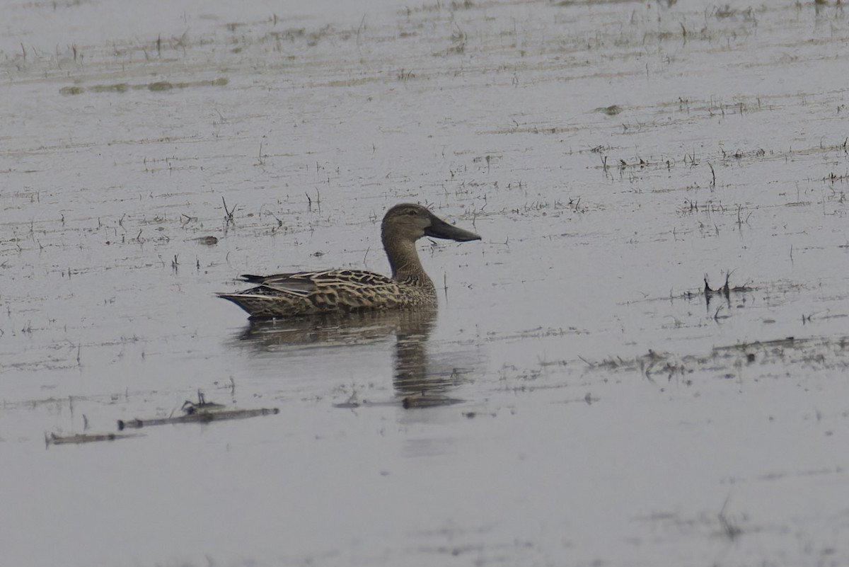 Northern Shoveler - ML628721612